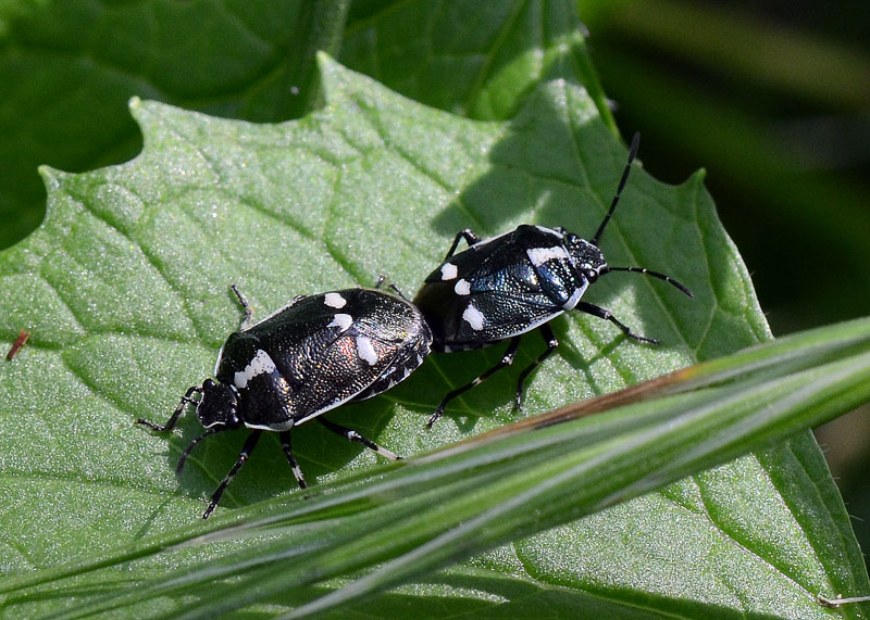 Coppia di Eurydema oleracea